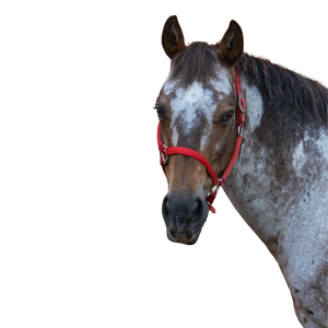 A bay roan horse head with a red halter.